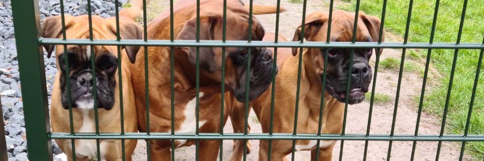 Captain Tinus banner