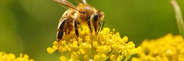 BeeBanker Profile Banner