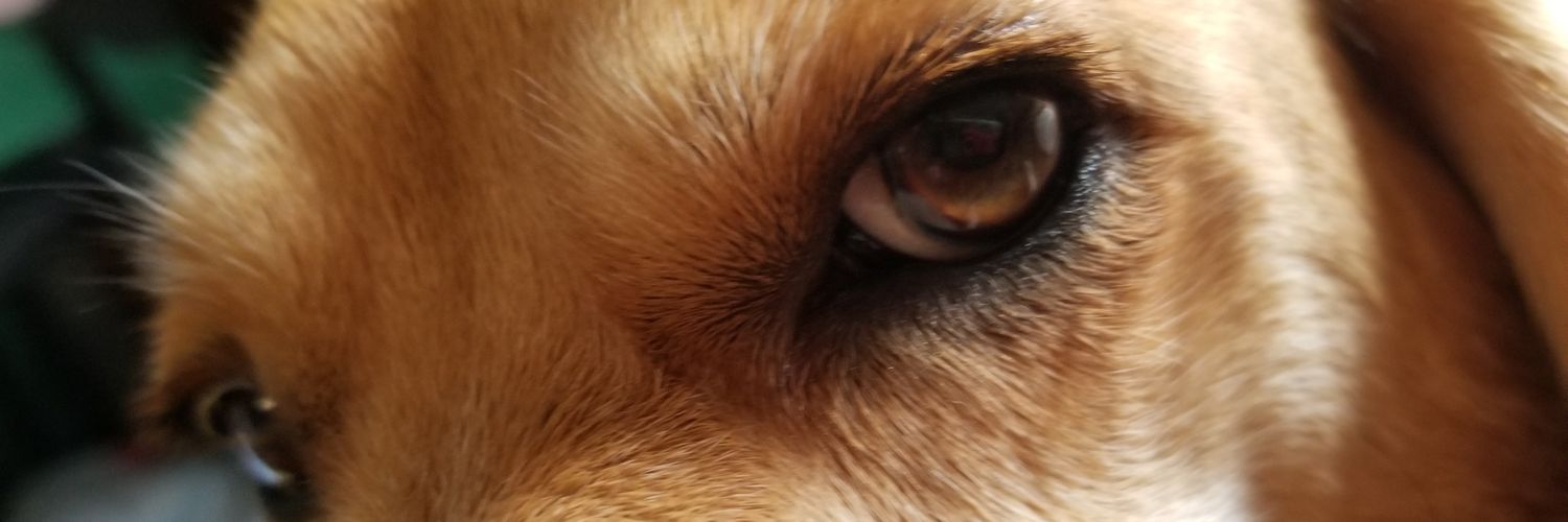 beagle_BEE's profile banner image