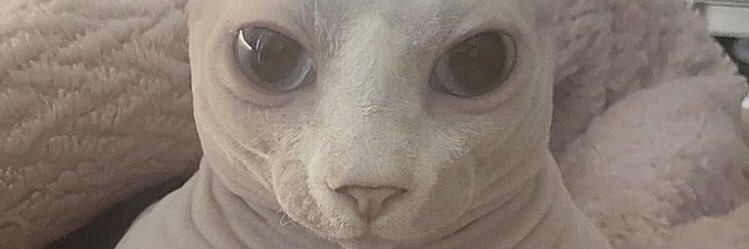 levibigcat's profile banner image
