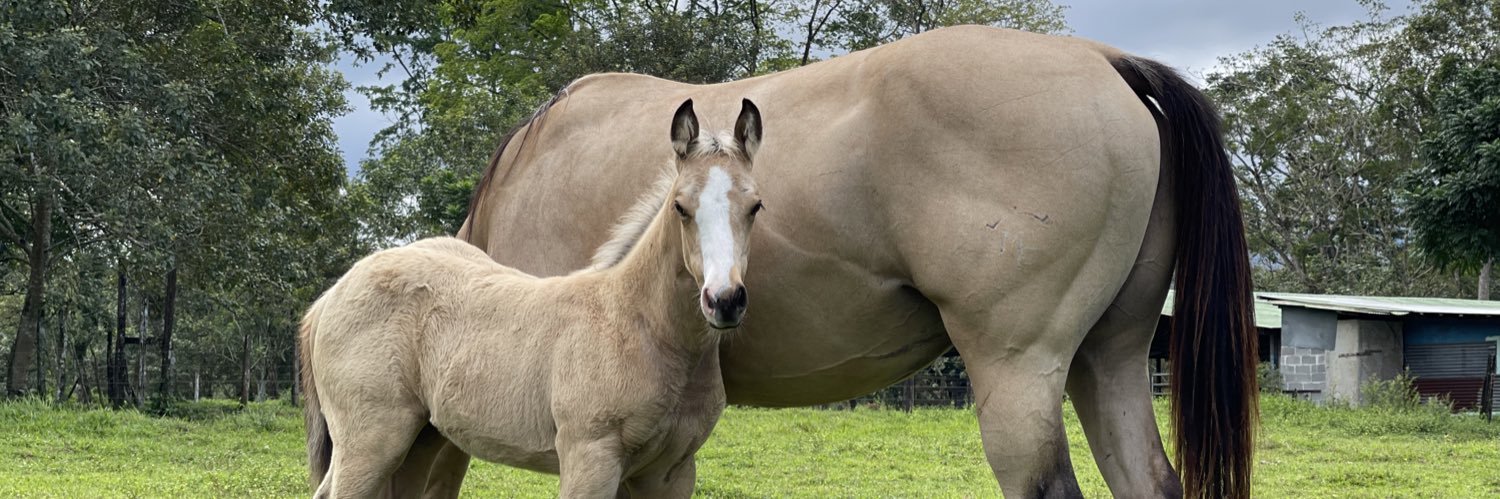Luis Rodriguez banner
