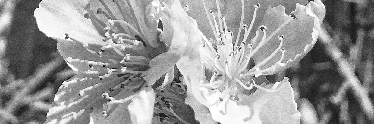 disidisanto's profile banner image