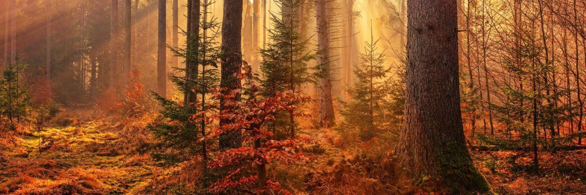 Wessnian's profile banner image
