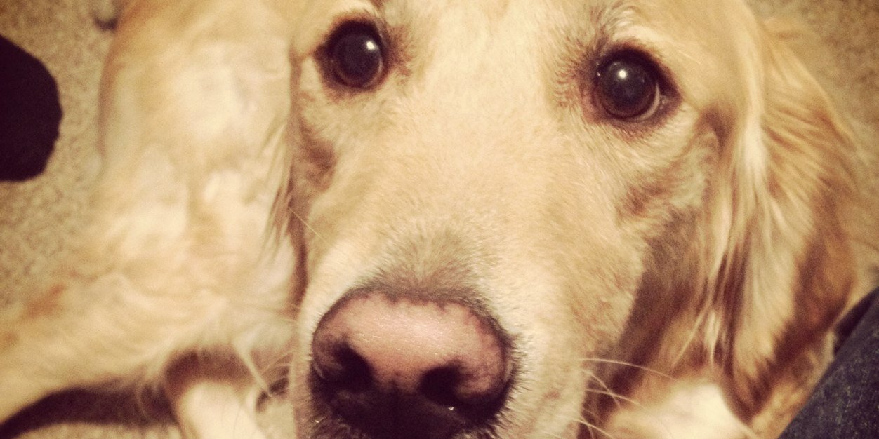 PartydogDTR's profile banner image