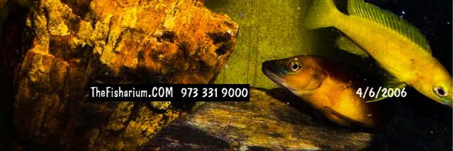 CichlidMagazine's profile banner image