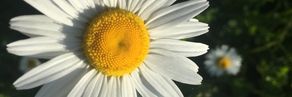 MariaGraziaG's profile banner image