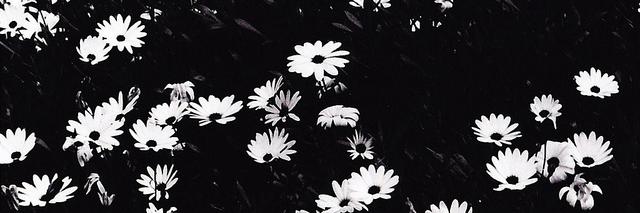 AlinaManotoa's profile banner image