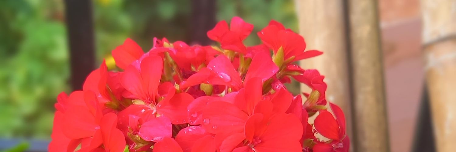 samikshyaaaa's profile banner image