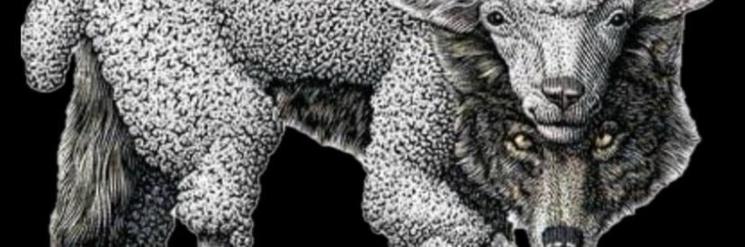 qlf_rocha's profile banner image