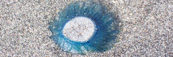 Scomb Profile Banner