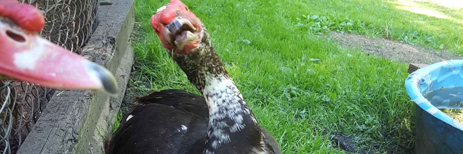 RadicalEgg's profile banner image