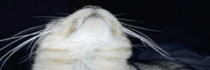 Pyrecrit's profile banner image