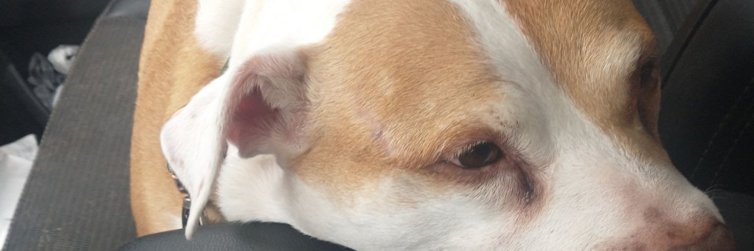 Luke Ehrlichman banner