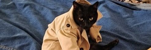 SocksShanklyetc's profile banner image