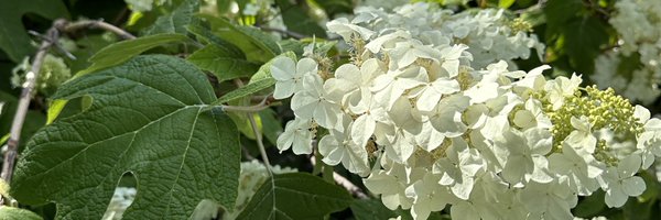 AUMNH2 Profile Banner