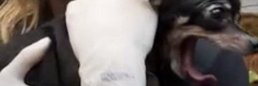 sapatinho de luxo banner
