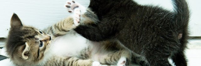 黒田戌ノ介女史＠🍡🍡🍡🍵full dangoed.醤油+胡麻+餡 banner