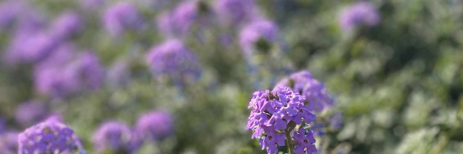 rishika_78's profile banner image