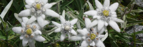 NienkeMeijer1 Profile Banner