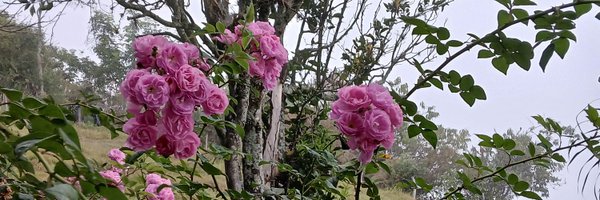 ToroPenelope Profile Banner