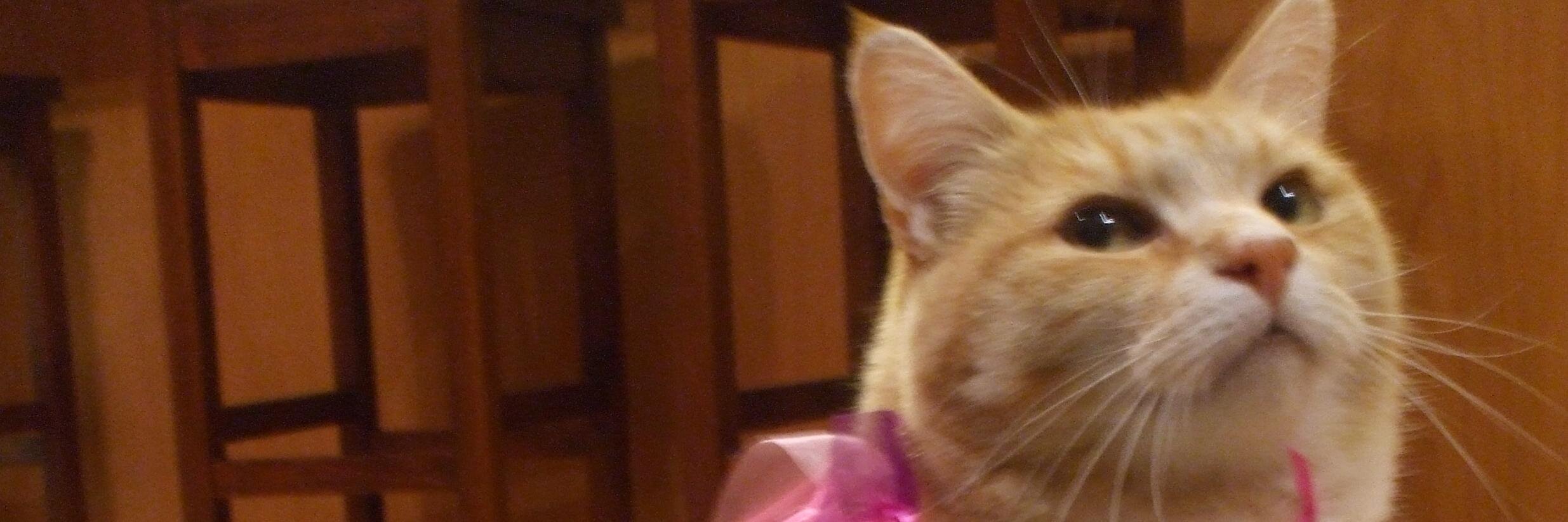 calibrieleven's profile banner image