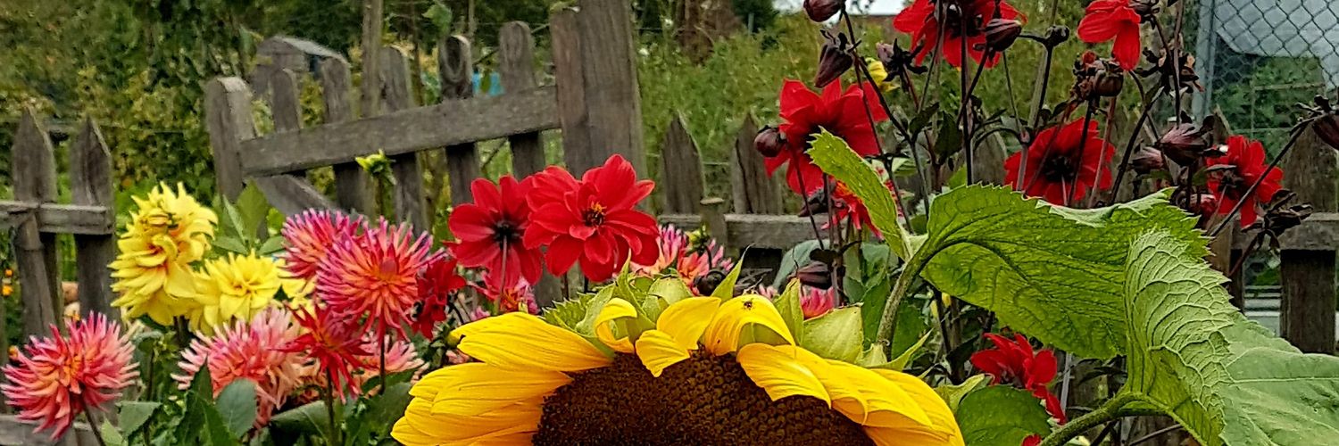 Stephen Hills 🇵🇸🍉 banner