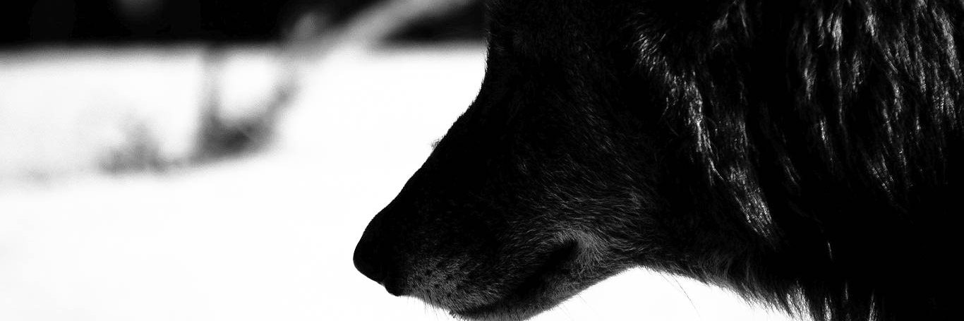 wolfeinnn's profile banner image