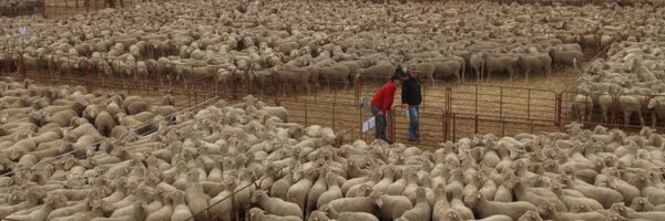 roblampata Profile Banner