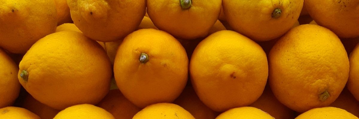 ZevAlvarro's profile banner image