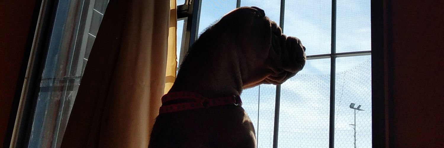 Julimirandav1's profile banner image