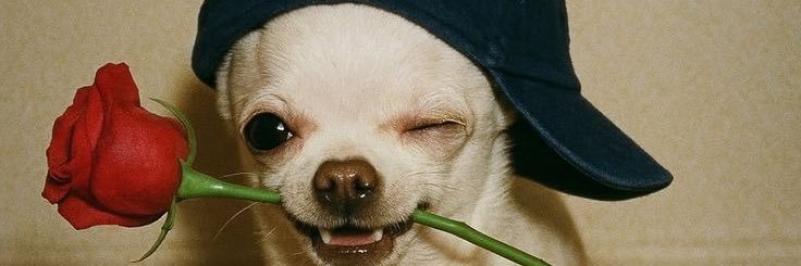 Ọlámidéisnotyourmate🫟 banner