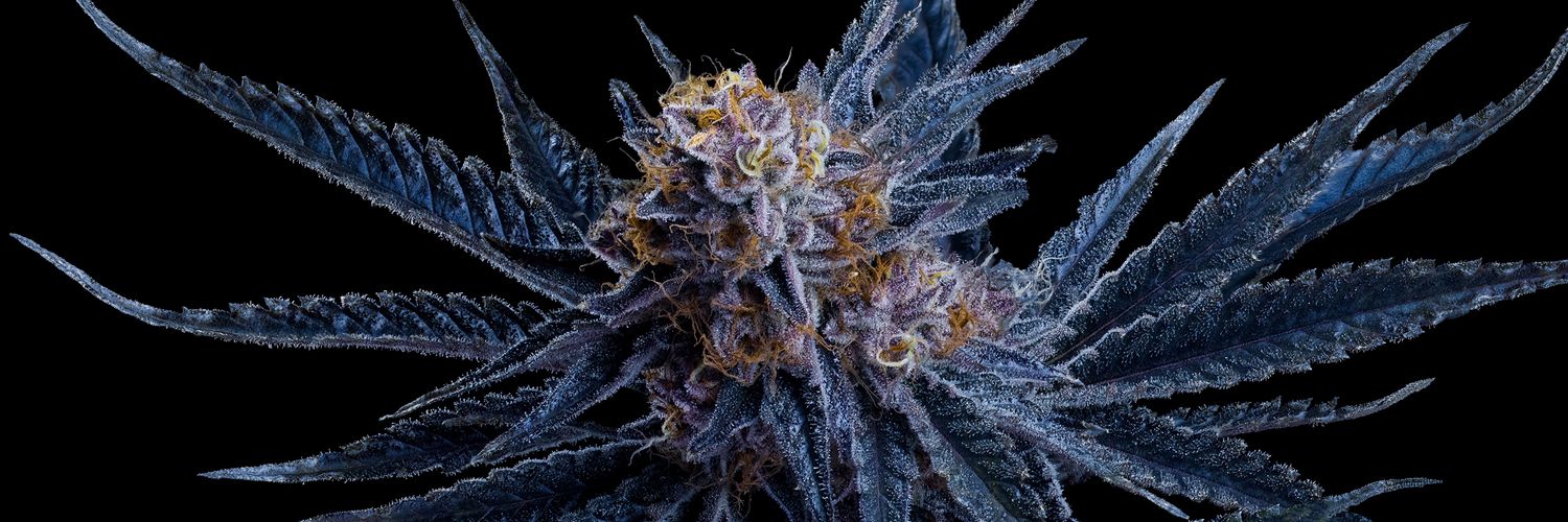 Maven Genetics banner