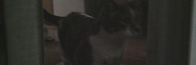 simpforglomp's profile banner image