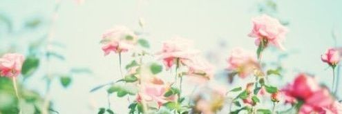 Amarantje banner