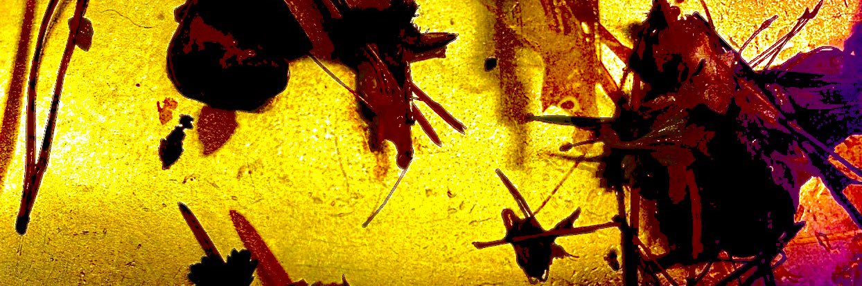 Elis Schröderheim banner