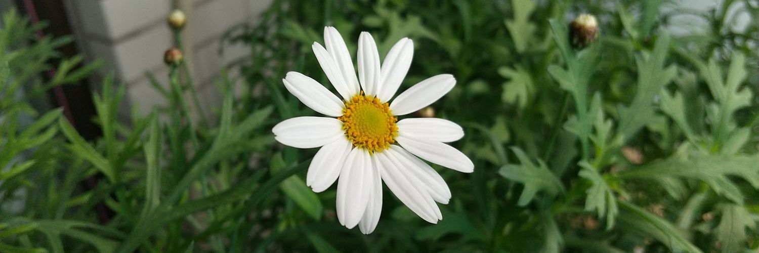 umedachicaco's profile banner image