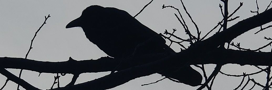 FlemyngJanek's profile banner image