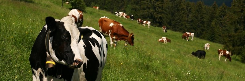 Une Heidi banner