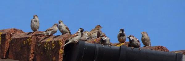 SaveSparrows Profile Banner