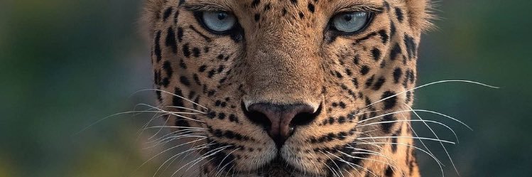Anou_______7's profile banner image