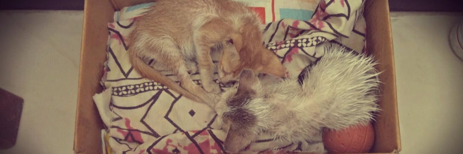 Labony Kaushal banner