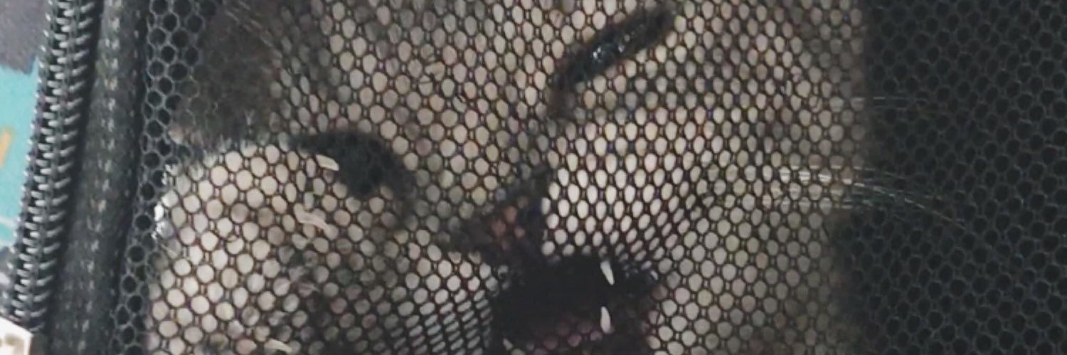 boobsanthia's profile banner image