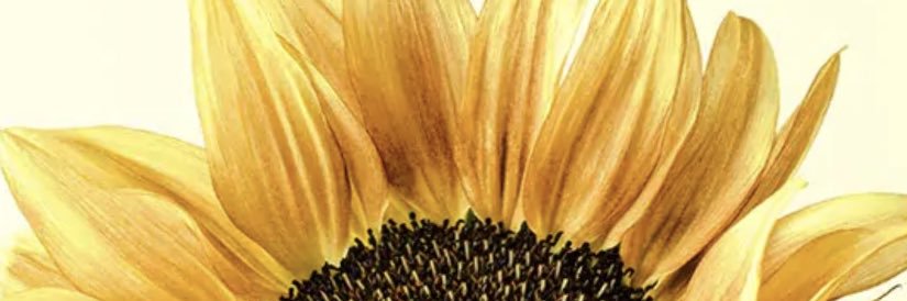 laurrelizz's profile banner image