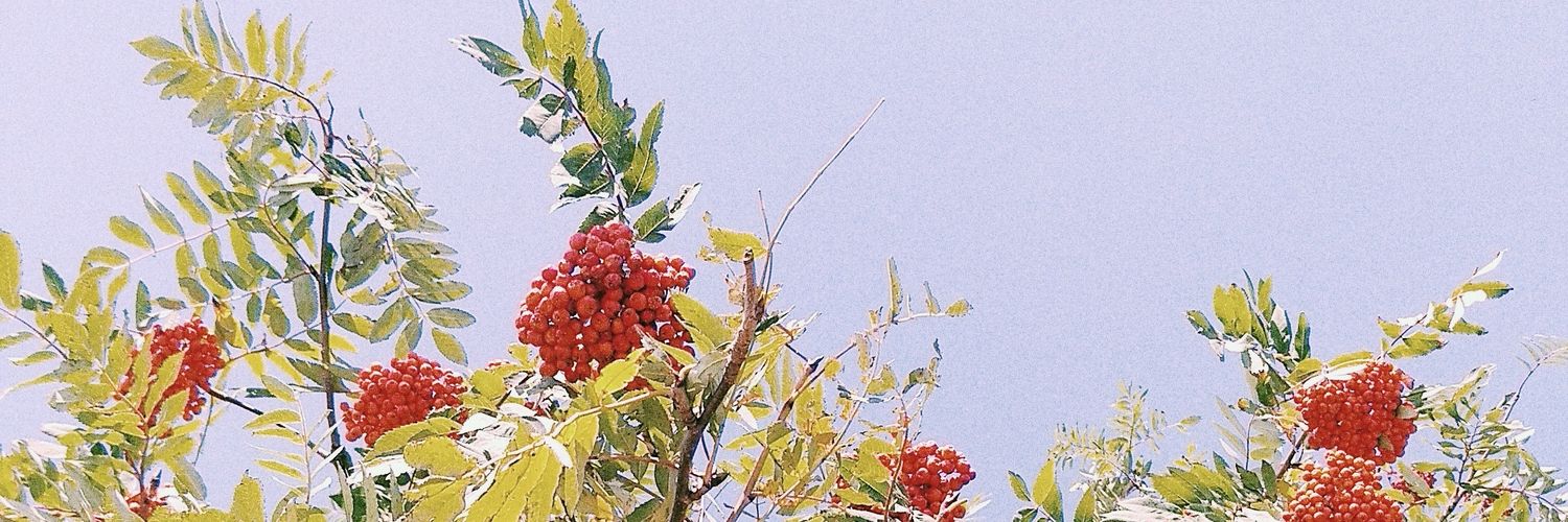 bluewindymind's profile banner image