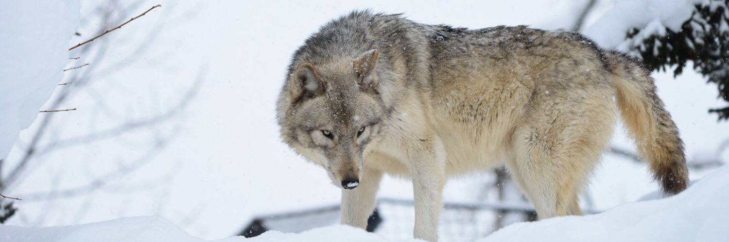 Bluelibonwolf's profile banner image