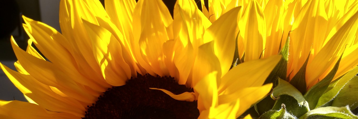 Dr. April Chiriboga banner