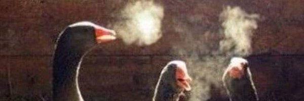 naofodekkkjkk Profile Banner