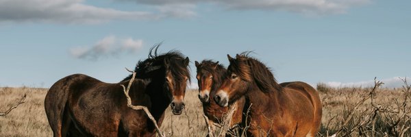 EPS_exmoorpony Profile Banner