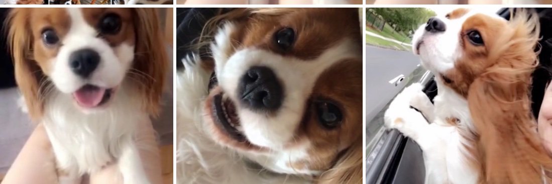 MaxiMoo's profile banner image