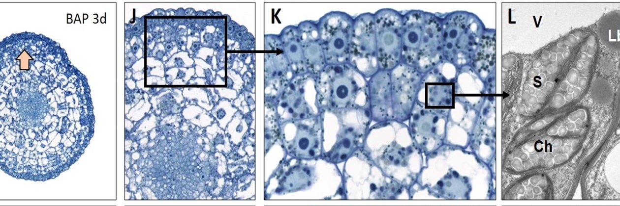 Barno Rezaeva banner